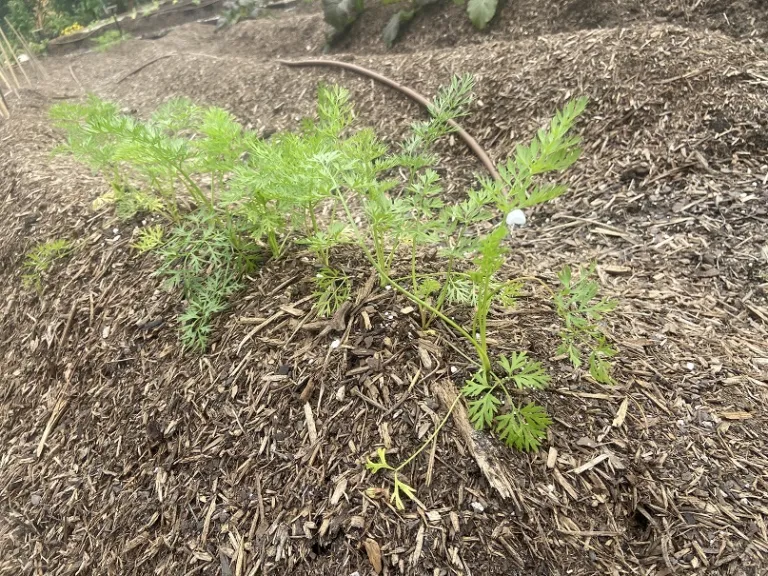 Daucus carota var. sativus 'Little Fingers' habit