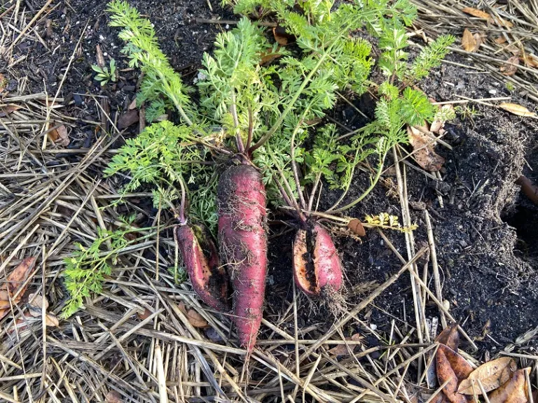 Daucus carota var. sativus 'Purple Dragon' root