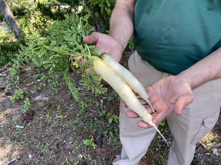 Daucus carota var. sativus 'White Satin' root