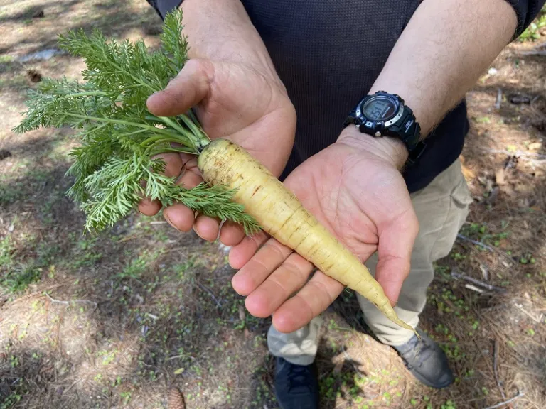 Daucus carota var. sativus 'Yellowstone' root