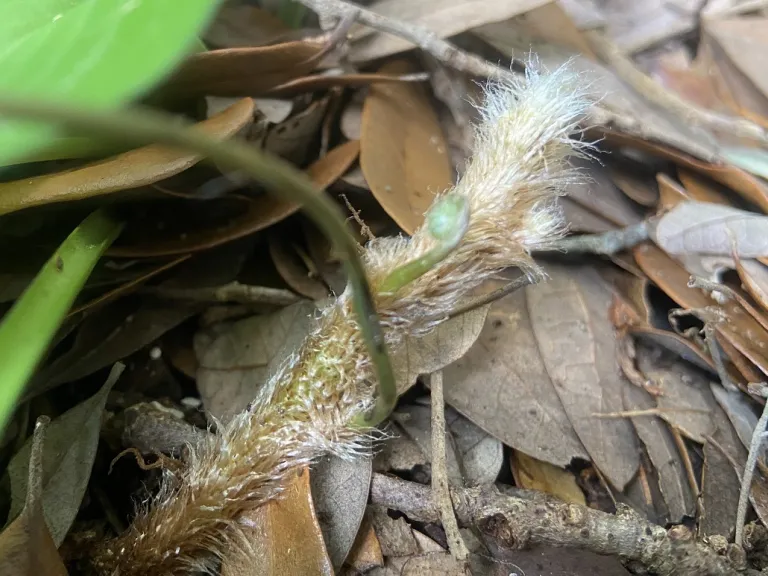 Davallia fejeensis rhizome