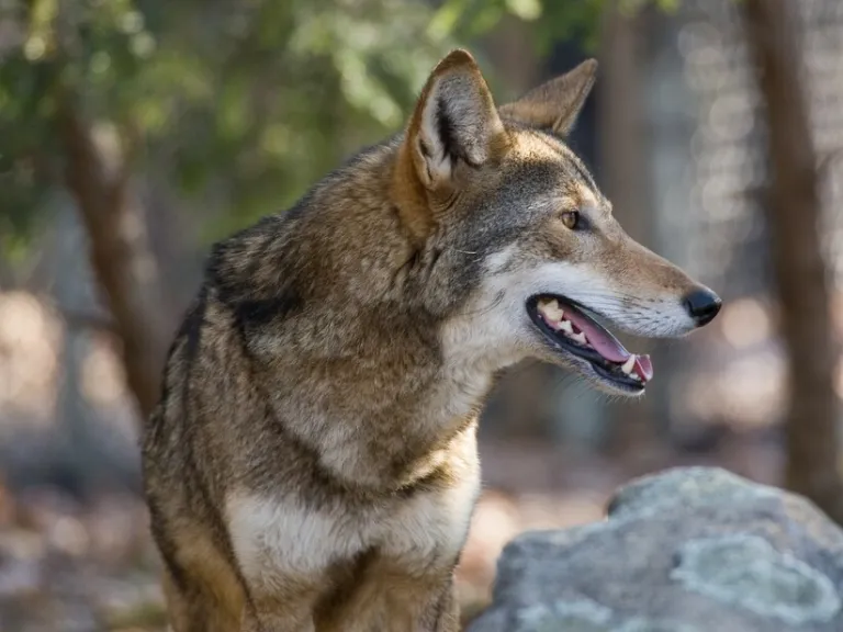 Red Wolf at Brookgreen Gardens