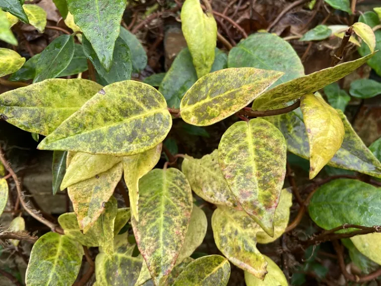 Decumaria barbara fall foliage