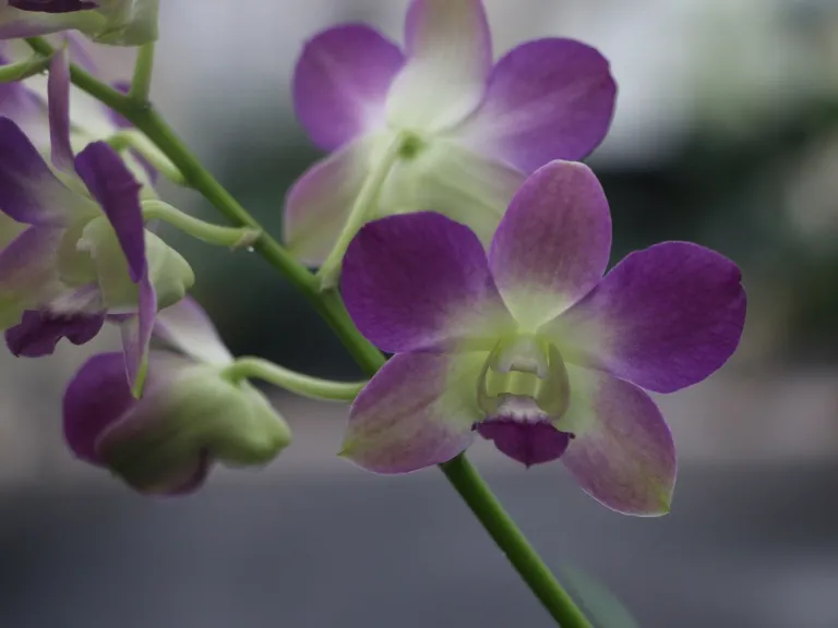 Dendrobium 'Aridang Blue Angel' flower