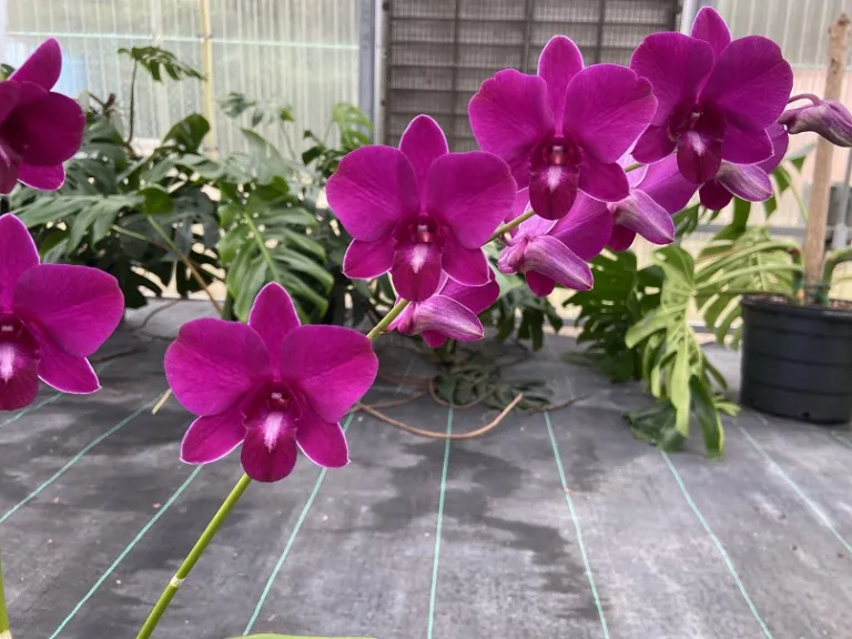 Dendrobium Airy Red Dragon flower