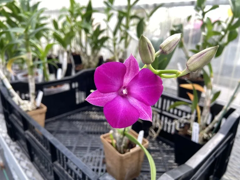 Dendrobium Classic Gem flower
