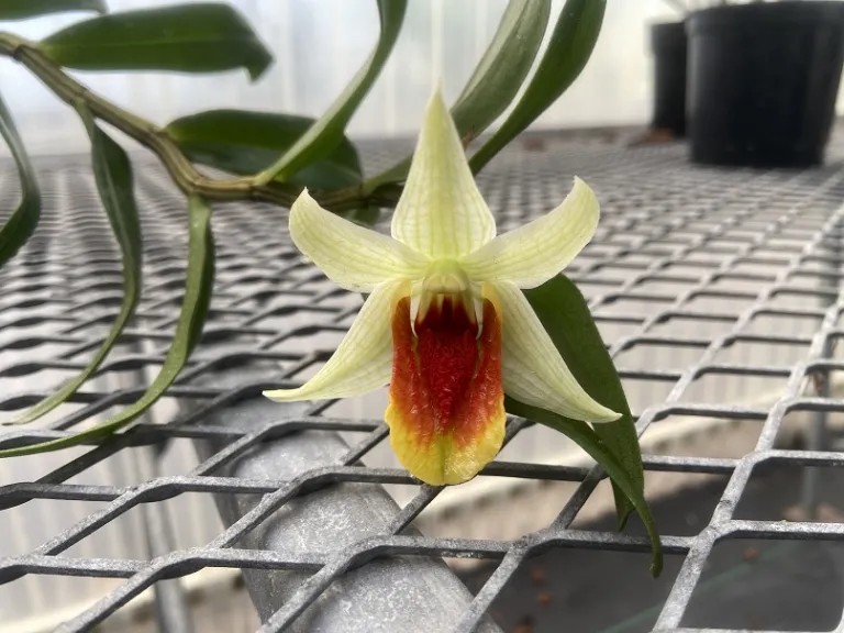 Dendrobium Dawn Maree x Peng Seng flower