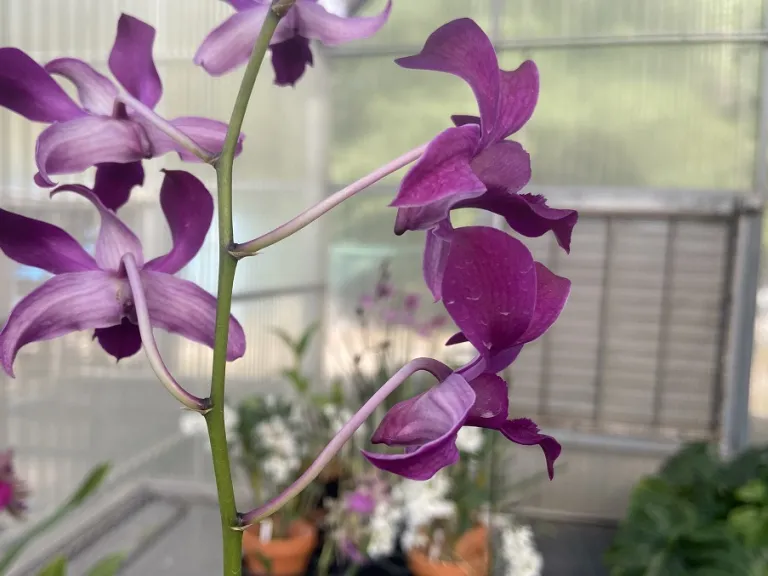 Dendrobium Jaquelyn Thomas 'Uniwai Prince' flower