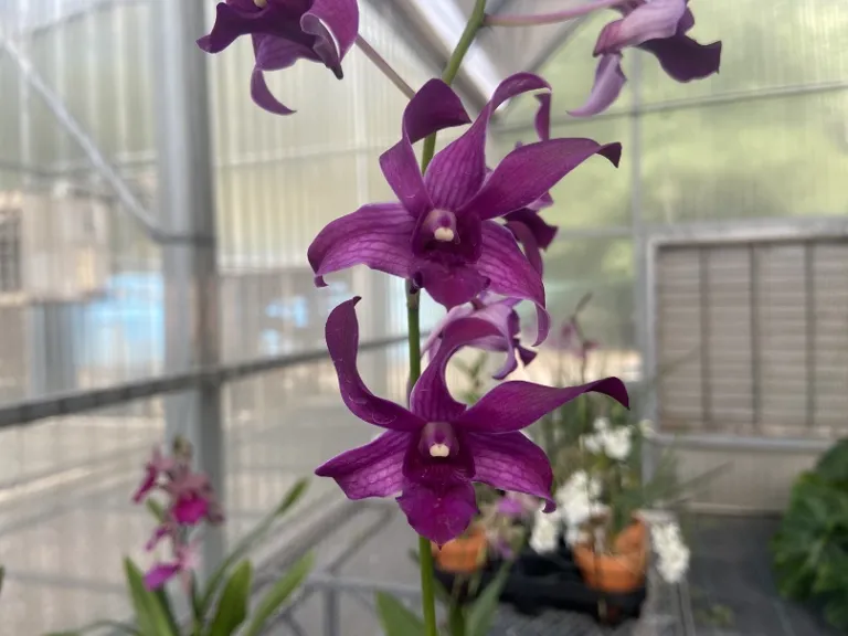 Dendrobium Jaquelyn Thomas 'Uniwai Prince' flower
