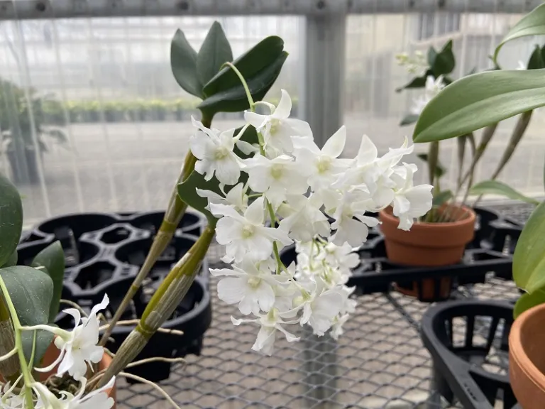 Dendrobium Mini Snowflake flowers