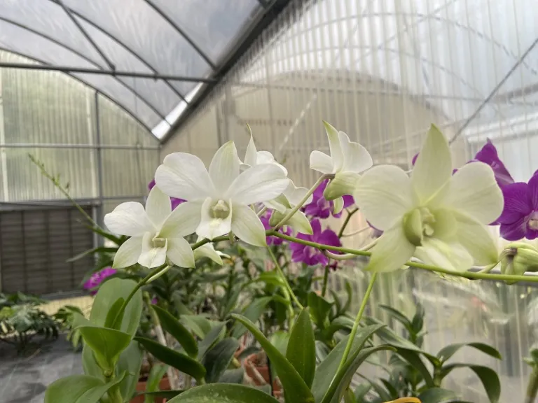 Dendrobium Nopporn White flowers