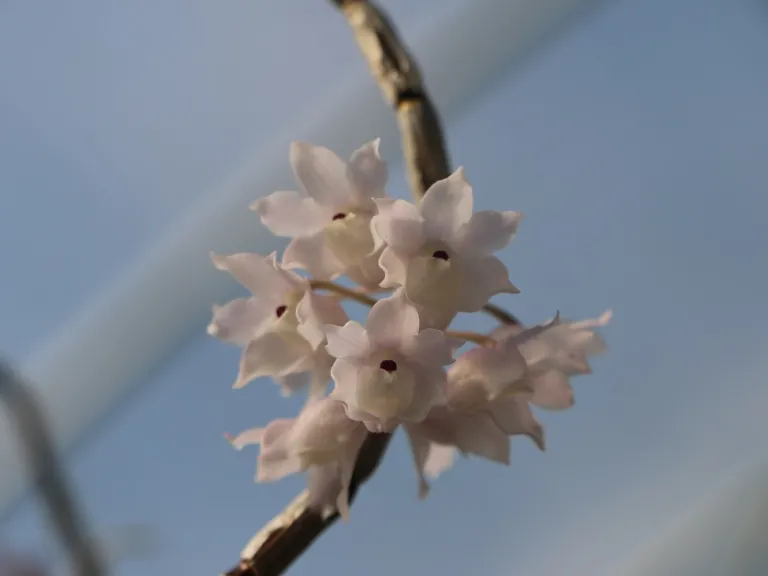 Dendrobium linguella flower