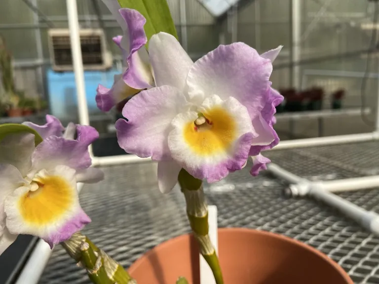 Dendrobium nobile Angel Moon 'Love Letter' flower