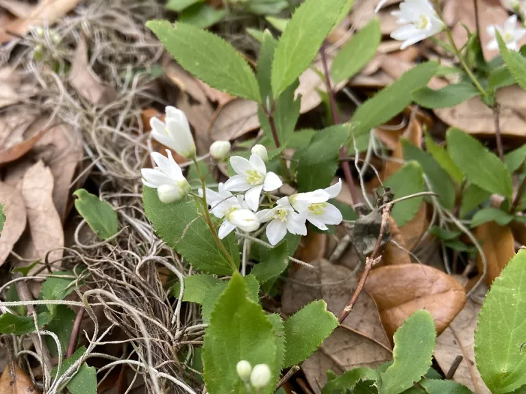 Deutzia gracilis 'Nikko' flowers