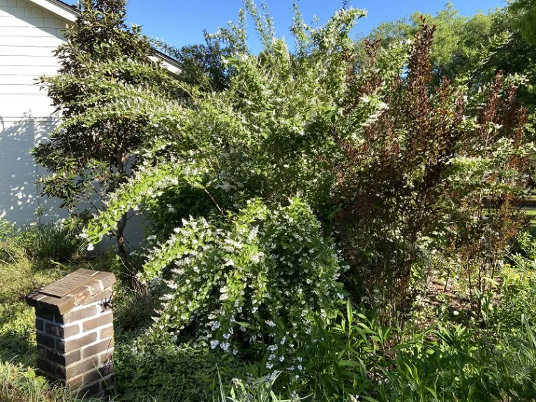 Deutzia scabra flowering habit