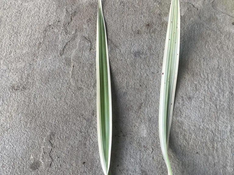 Dianella tasmanica 'Variegata' leaf front and back