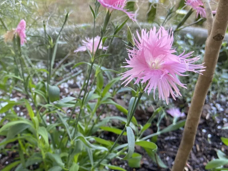 Dianthus 'Supra Pink' flower