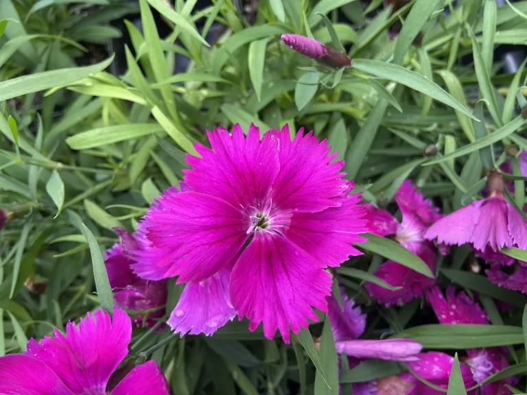 Dianthus chinensis 'PAS1443784' (Coronet™ Purple) flower