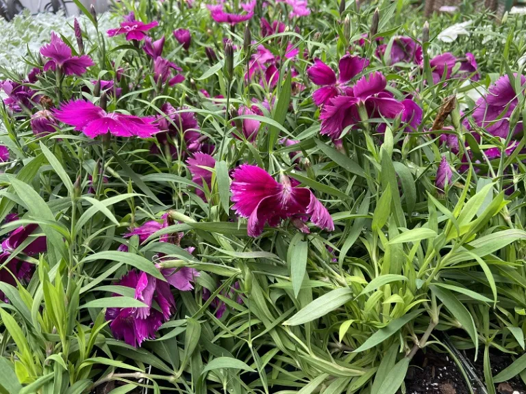 Dianthus chinensis 'PAS1443784' (Coronet™ Purple) flowering habit