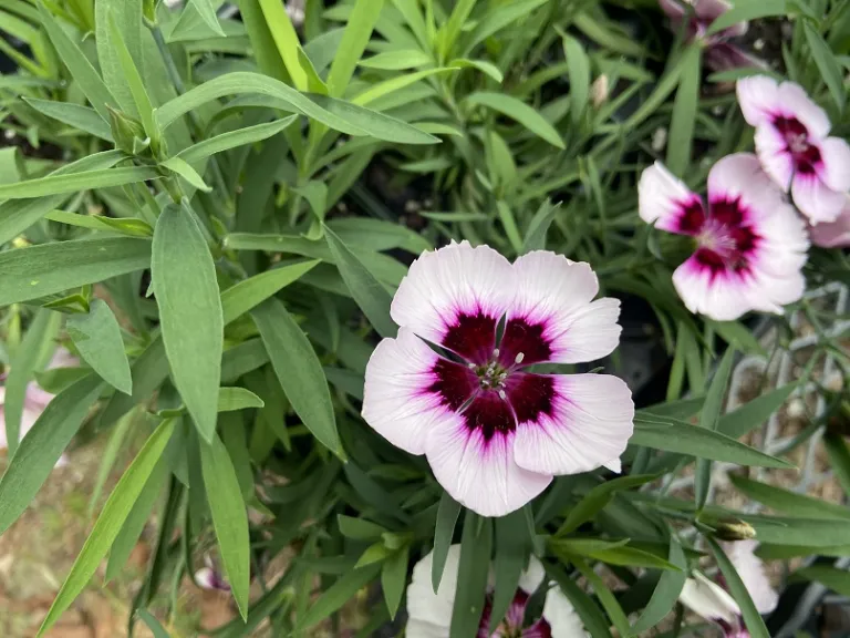 Dianthus chinensis 'PAS1443786' (Coronet™ White Purple Eye) flower