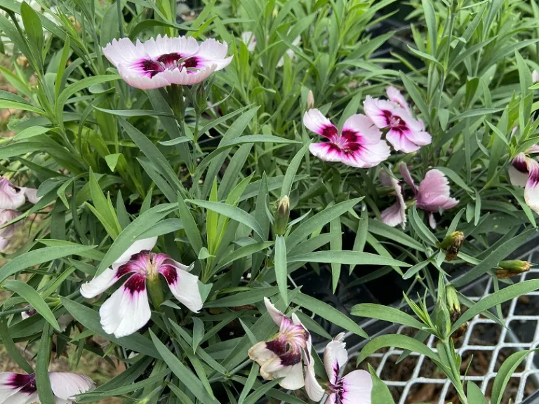 Dianthus chinensis 'PAS1443786' (Coronet™ White Purple Eye) flowering habit
