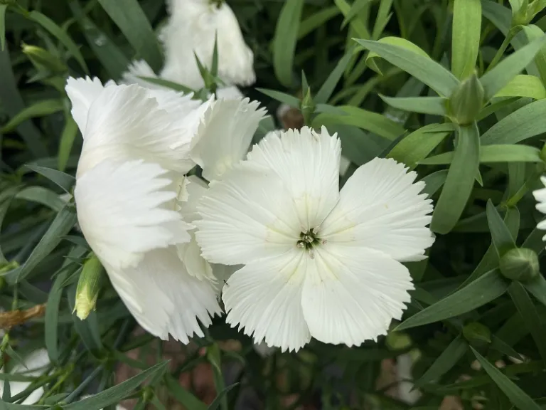 Dianthus chinensis 'PAS970060' (Coronet™ White) flower
