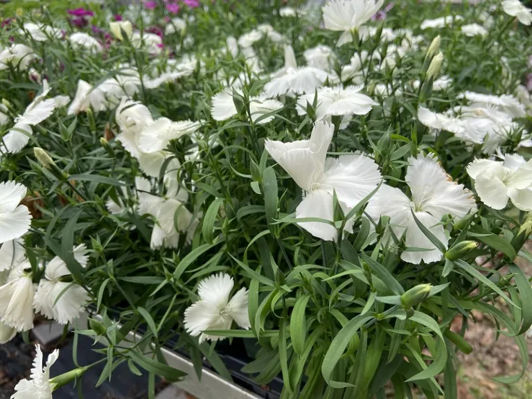 Dianthus chinensis 'PAS970060' (Coronet™ White) flowering habit