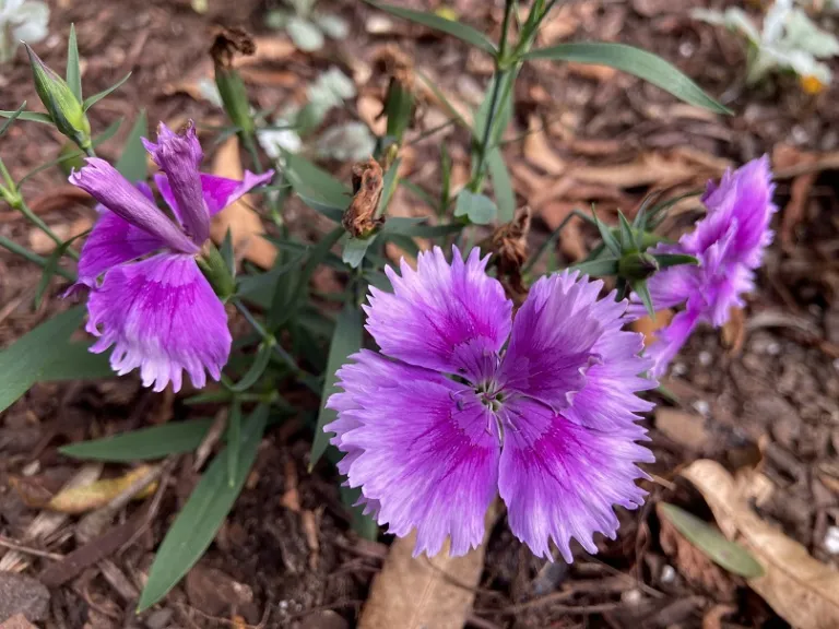 Dianthus chinensis (Diana Lavandina Mix) flower