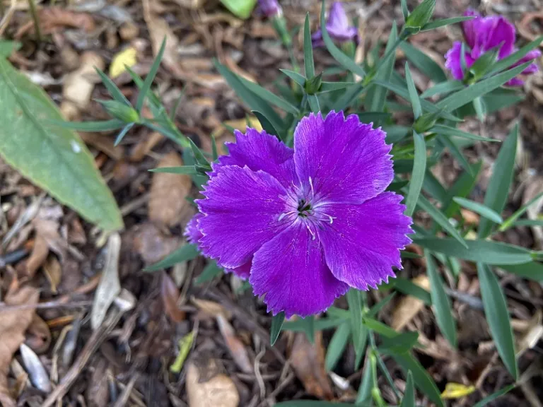 Dianthus chinensis (Diana Lavandina Mix) flower