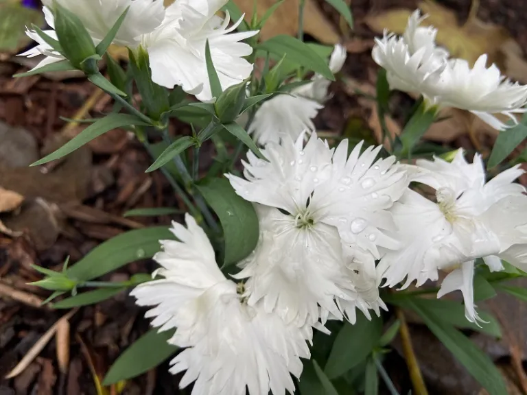 Dianthus chinensis (Diana Lavandina Mix) flower