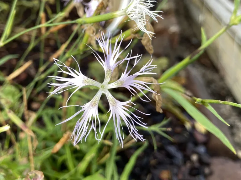 Dianthus superbus 'Ambrosia' flower
