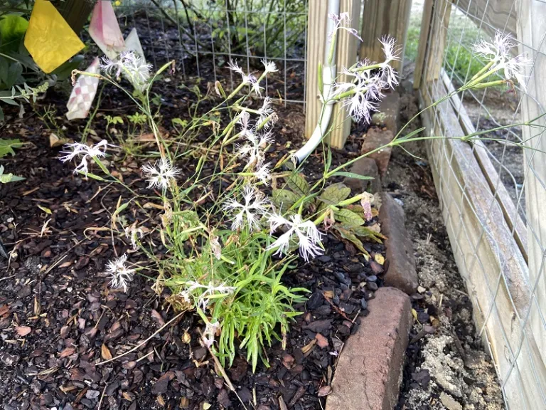 Dianthus superbus 'Ambrosia' flowering habit