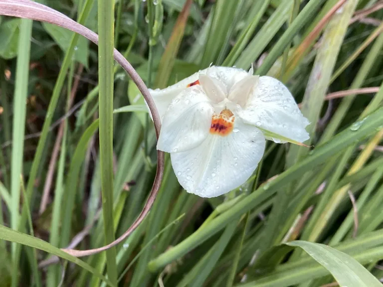 Dietes bicolor flower