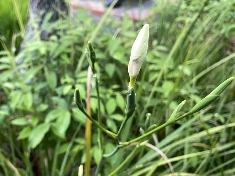 Dietes bicolor flower buds