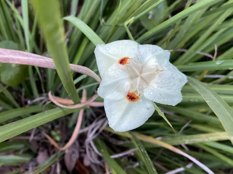 Dietes bicolor flower
