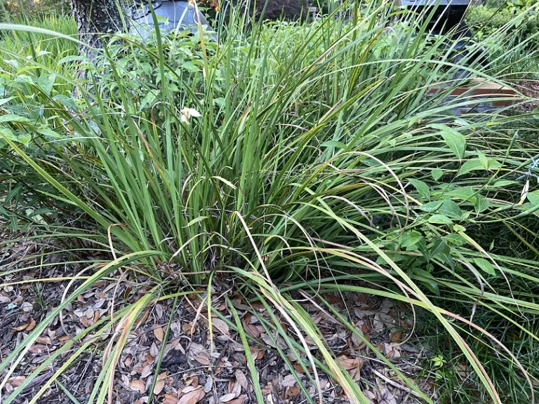 Dietes bicolor flowering habit