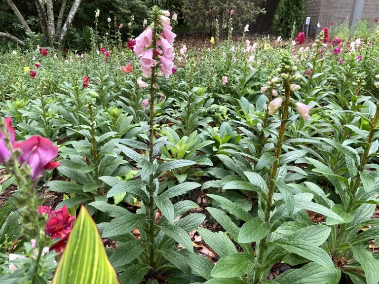 Digitalis purpurea 'Apricot Beauty' flowering habit