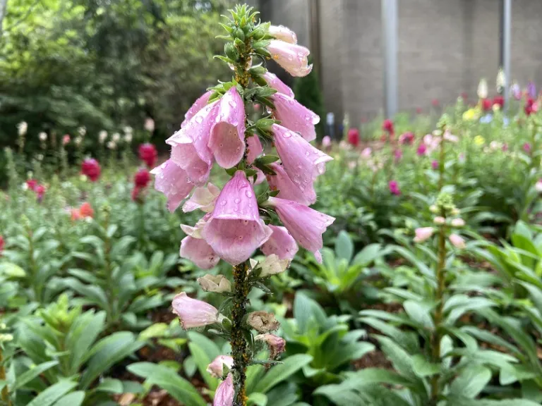 Digitalis purpurea 'Apricot Beauty' flowers