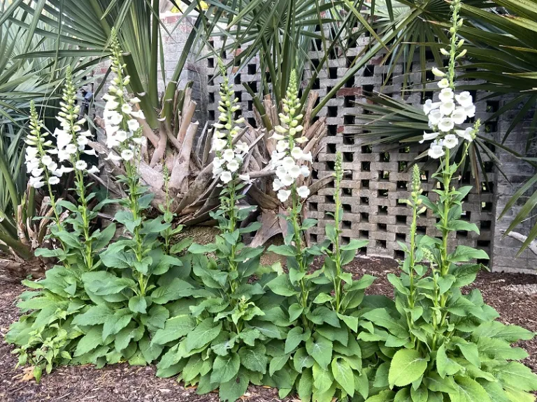 Digitalis purpurea 'Camelot White' flowering habit