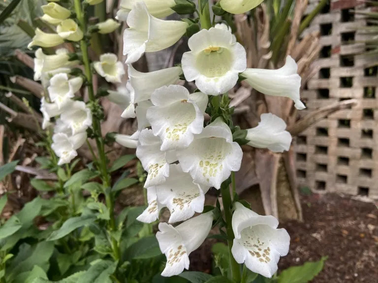 Digitalis purpurea 'Camelot White' flowers