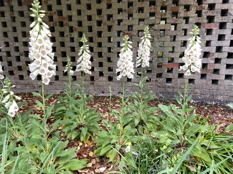 Digitalis purpurea 'Dalmatian Crème' flowering habit