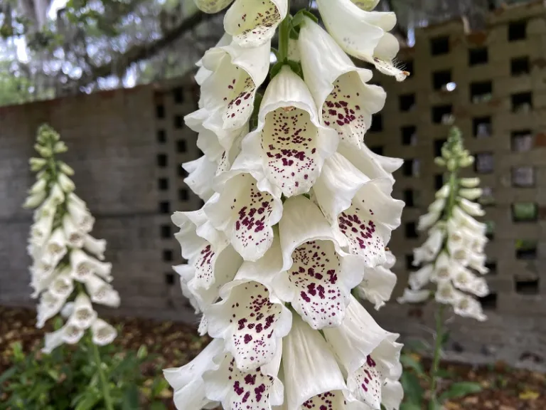 Digitalis purpurea 'Dalmatian Crème' flowers
