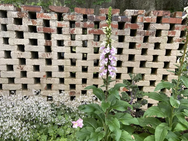 Digitalis purpurea 'Dalmatian Rose' flowering habit