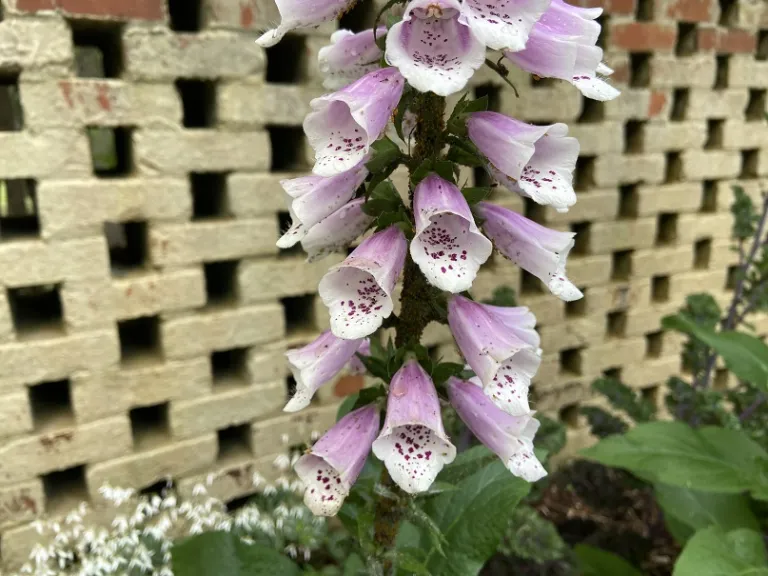 Digitalis purpurea 'Dalmatian Rose' flowers