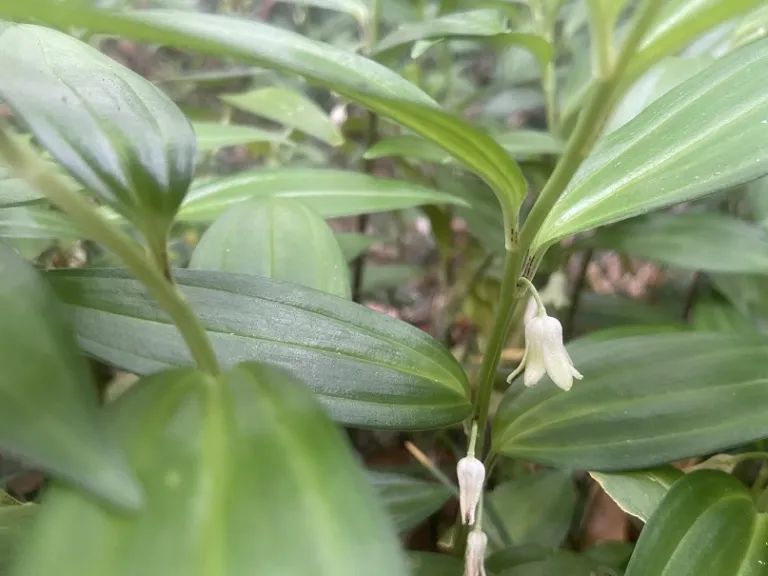 Disporopsis pernyi flower