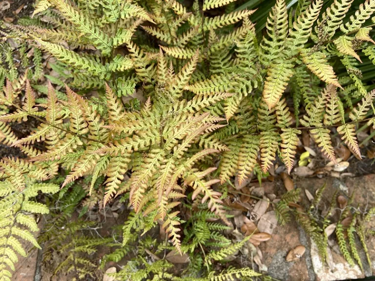 Dryopteris erythrosora spring fronds