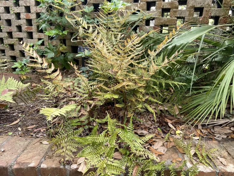 Dryopteris erythrosora spring habit