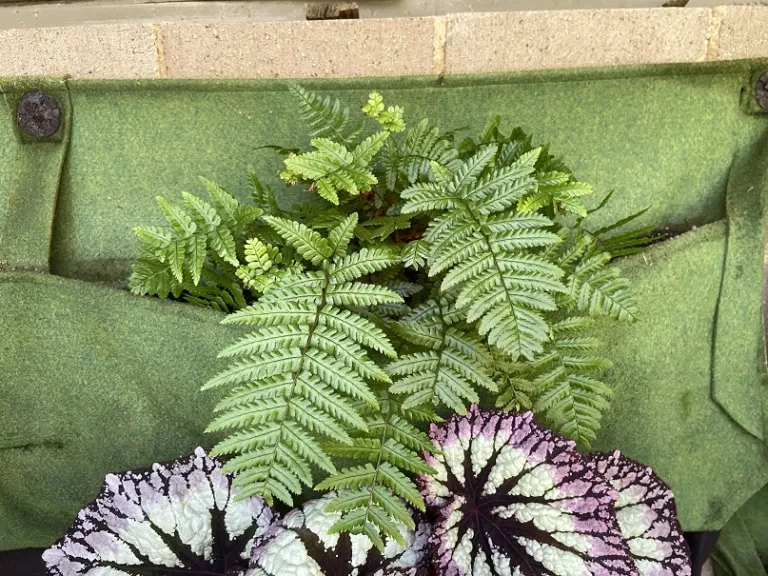 Dryopteris wallichiana 'Hollasic' (Jurassic Gold) habit