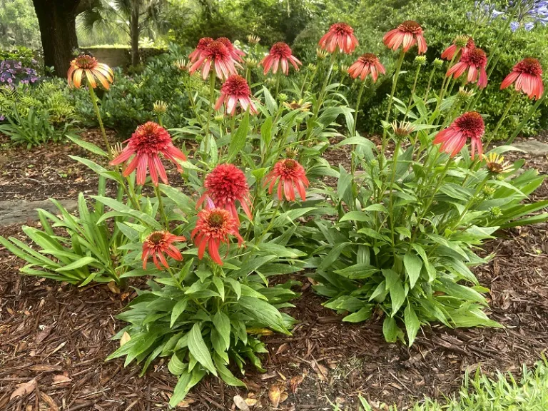 Echinacea 'Hot Papaya' (CONE-FECTIONS™ Series) flowering habit