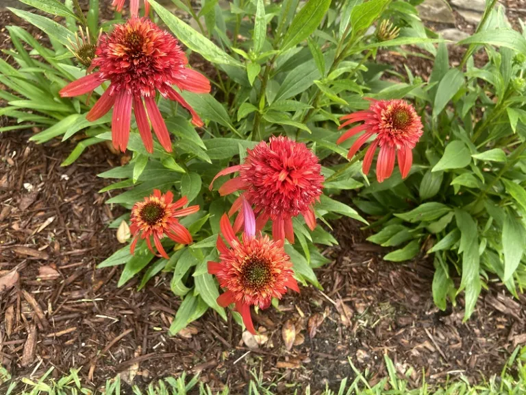 Echinacea 'Hot Papaya' (CONE-FECTIONS™ Series) flowers